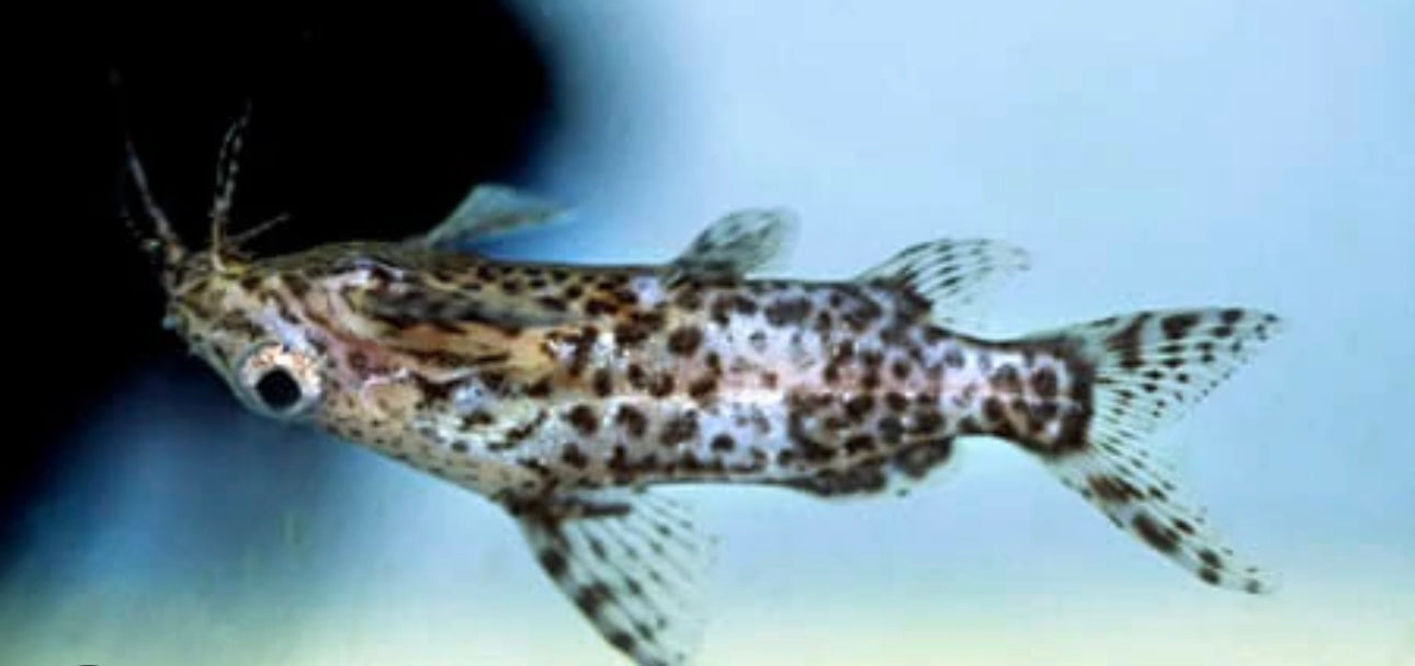 True Upside-Down Catfish