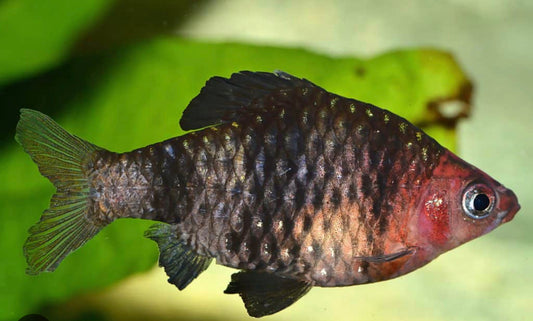 Black Ruby Barb