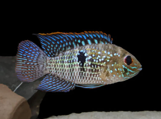 BLUE ACARA