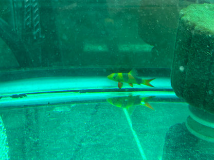 Clown Loach Nice