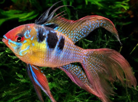 Hi Fin Lyretail Blue Ram