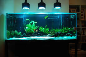 Lease Aquariums (FULL SETUP DELIVERED, INSTALLED, SERVICE and MAINTENANCE INCLUDED)