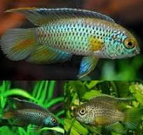 Nanakara Dwarf Cichlid