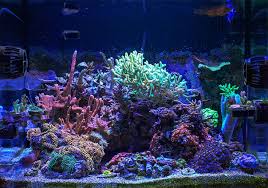 Lease Aquariums (FULL SETUP DELIVERED, INSTALLED, SERVICE and MAINTENANCE INCLUDED)