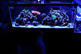 Lease Aquariums (FULL SETUP DELIVERED, INSTALLED, SERVICE and MAINTENANCE INCLUDED)