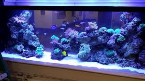 Lease Aquariums (FULL SETUP DELIVERED, INSTALLED, SERVICE and MAINTENANCE INCLUDED)
