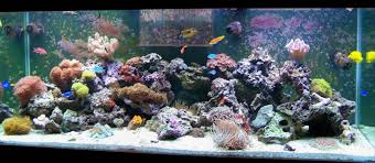 Lease Aquariums (FULL SETUP DELIVERED, INSTALLED, SERVICE and MAINTENANCE INCLUDED)