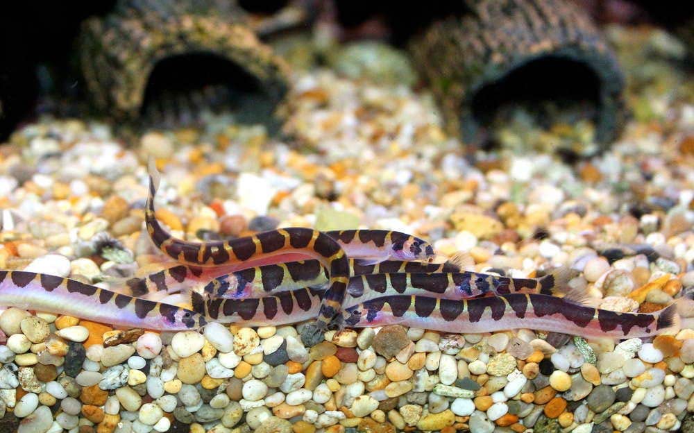 kuhli loach