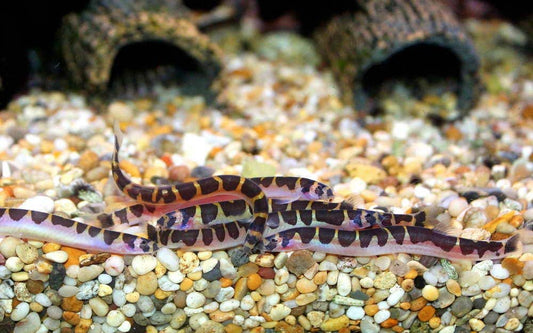kuhli loach
