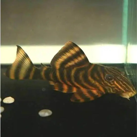TIGER PECKOLTIA L002 3"
