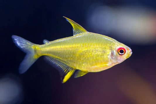 Lemon Tetra x 6 (group of 6)