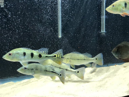 Peacock Bass Monoculus