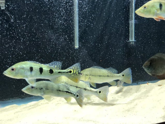 Peacock Bass Monoculus