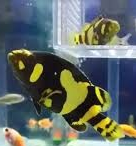 Bumblebee Grouper (Epinephelus lanceolatus) 3"-4" (Light Brackish) 1LEFT IN STOCK
