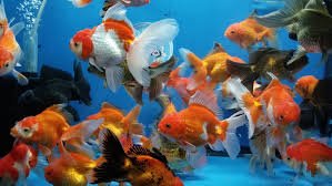 Assorted Oranda Goldfish