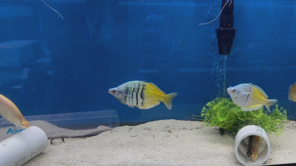 Boesmani Rainbowfish