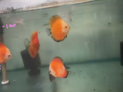 Golden Rainbow Discus