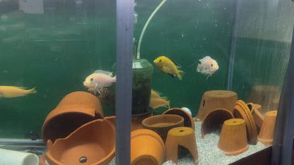 ASSORTED MBUNA CICHLID – ROCK-DWELLING MBUNA CICHLID