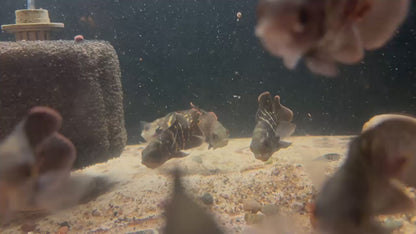 Bumblebee Oscar (Astronotus crassipinnis) "green eye bumble bee Oscar" wild BRAZIL
