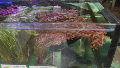 Assorted Aquarium Plants Bunch