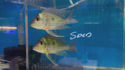 American Cichlid Geophagus Sveni
