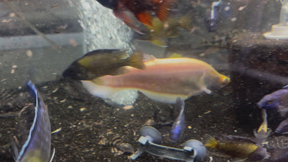 Flagtail Prochilodus