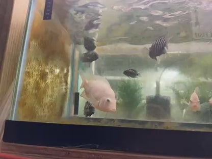 Albino Convict Cichlid 5”