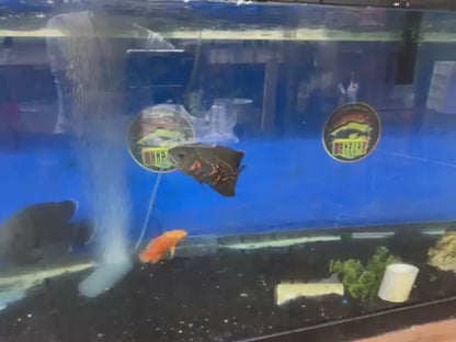 Bumblebee Oscar 5"+(captive breeding)