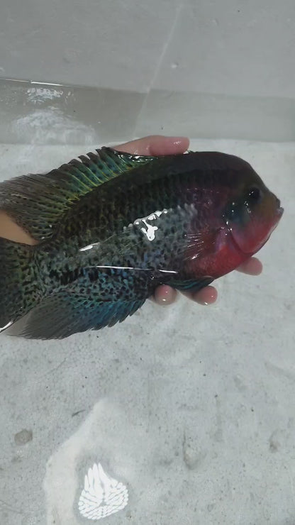 Vieja melanura  Synspilum