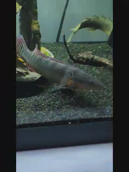 Zebrina Pike Cichlid (Crenicichla Zebrina)