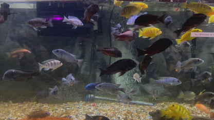 ASSORTED MBUNA CICHLID – ROCK-DWELLING MBUNA CICHLID