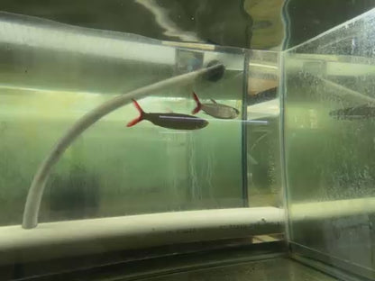 Red Tail Chalseus 5.5”-6”
