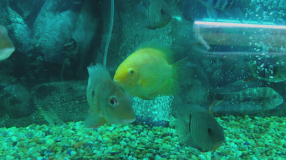 Gold Severum (Heros Severus)