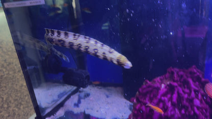 WHITE-EYED MORAY EEL OR GREYFACE MORAY EEL 12"-15"