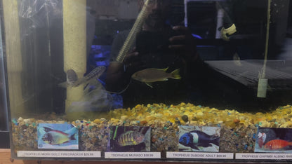 ASSORTED MBUNA CICHLID – ROCK-DWELLING MBUNA CICHLID