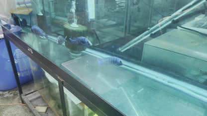 Star Sapphire Pair 3"-4" (1M+1F)