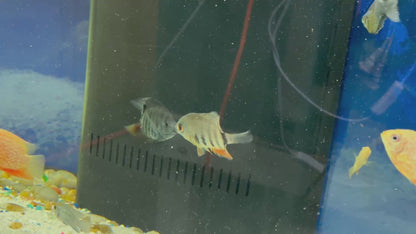 Red Shoulder Severum (Heros Efasciatus)