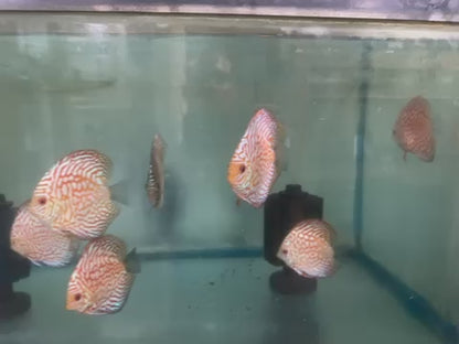 Red Pigeon Discus 3"