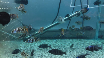 African Cichlids Placidochromis Milomo VC-10