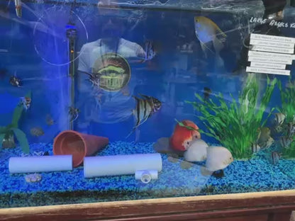 Assorted Angel Fish
