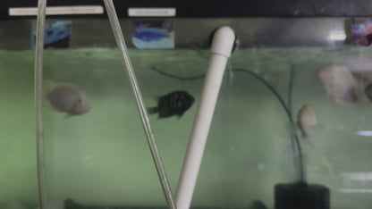 Blue Convict Cichlid