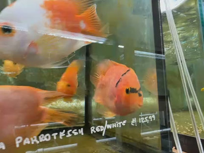Red Tiger Parrot Cichlid (Cichlasoma sp) 5”+ (low markings)
