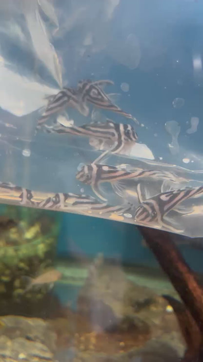 True Zebra Pleco – (Hypancistrus zebra L046)