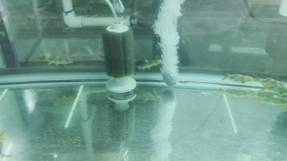 Clown Loach Nice