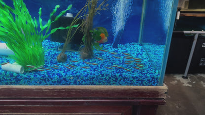 Cardinal Tetra