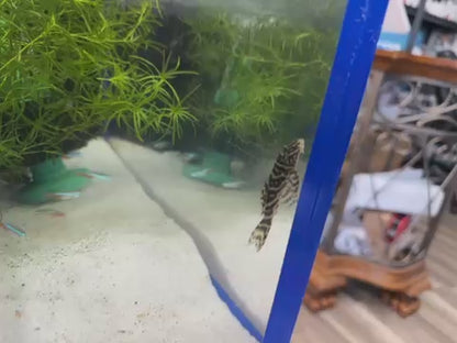 L129 Colombian Zebra Pleco (Hypancistrus debilitetra)