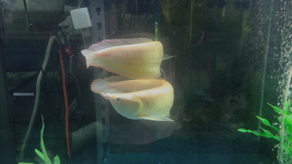 Albino Silver Arowana (Osteoglossum Bicirrhosum)