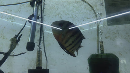 Red Wild Tiger Severum Rio Negro Curare (Heros Severus)