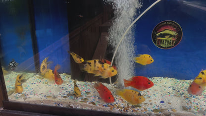 Golden / Yellow Tiger Parrot Cichlid (Cichlasoma sp) 5”