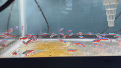 Cardinal Tetra